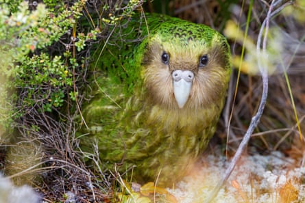 A male kākāpō known as Sinbad peers from the bushes on Codfish Island, New Zealand