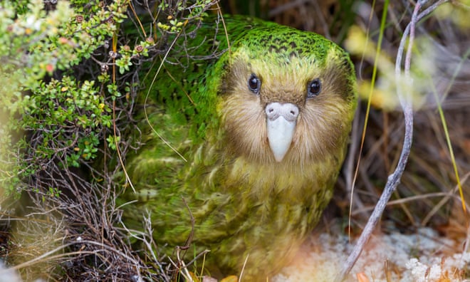 Many native New Zealand species face threat of extinction, report finds Many native New Zealand species face threat of extinction, report finds