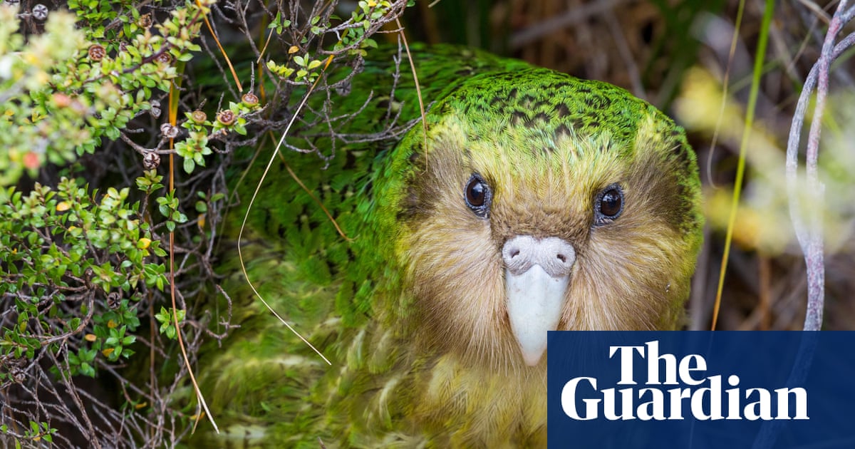 Berry nice to meet you: bumper fruit crop could lead to huge mating season for NZ’s endangered kākāpō