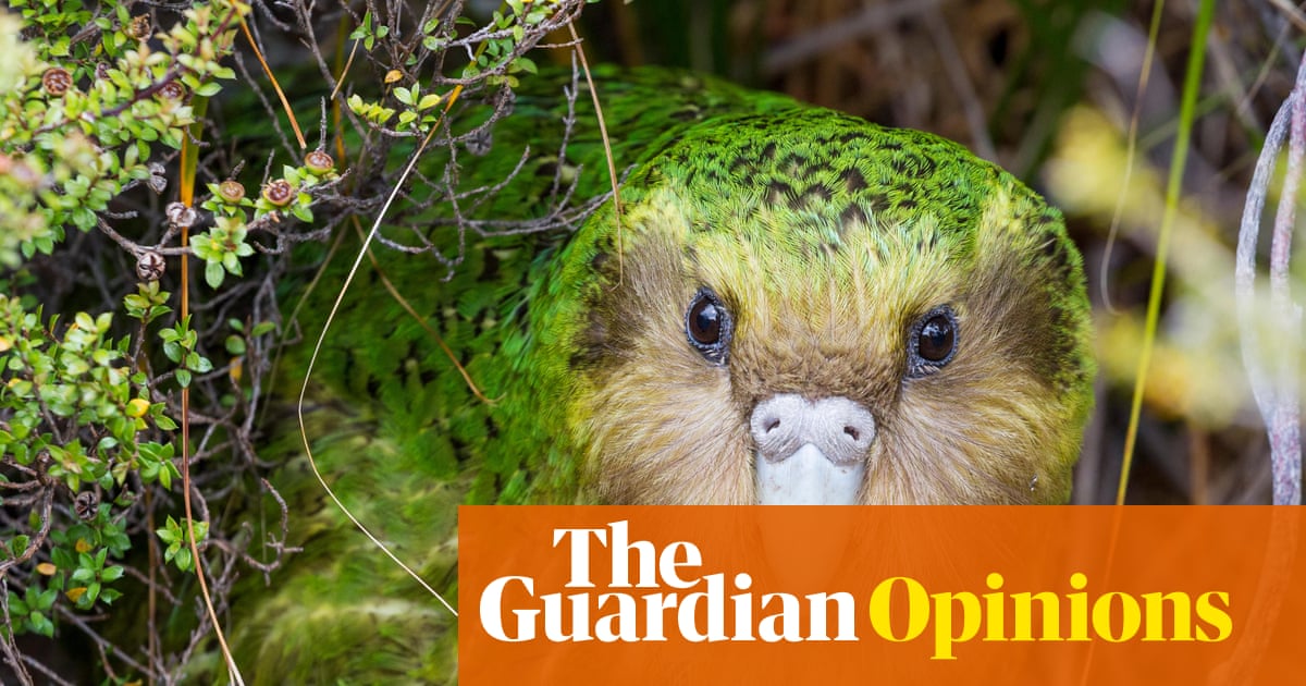 Can hope save the planet? An endangered parrot that is beating the odds can help us find out | Helen Pilcher