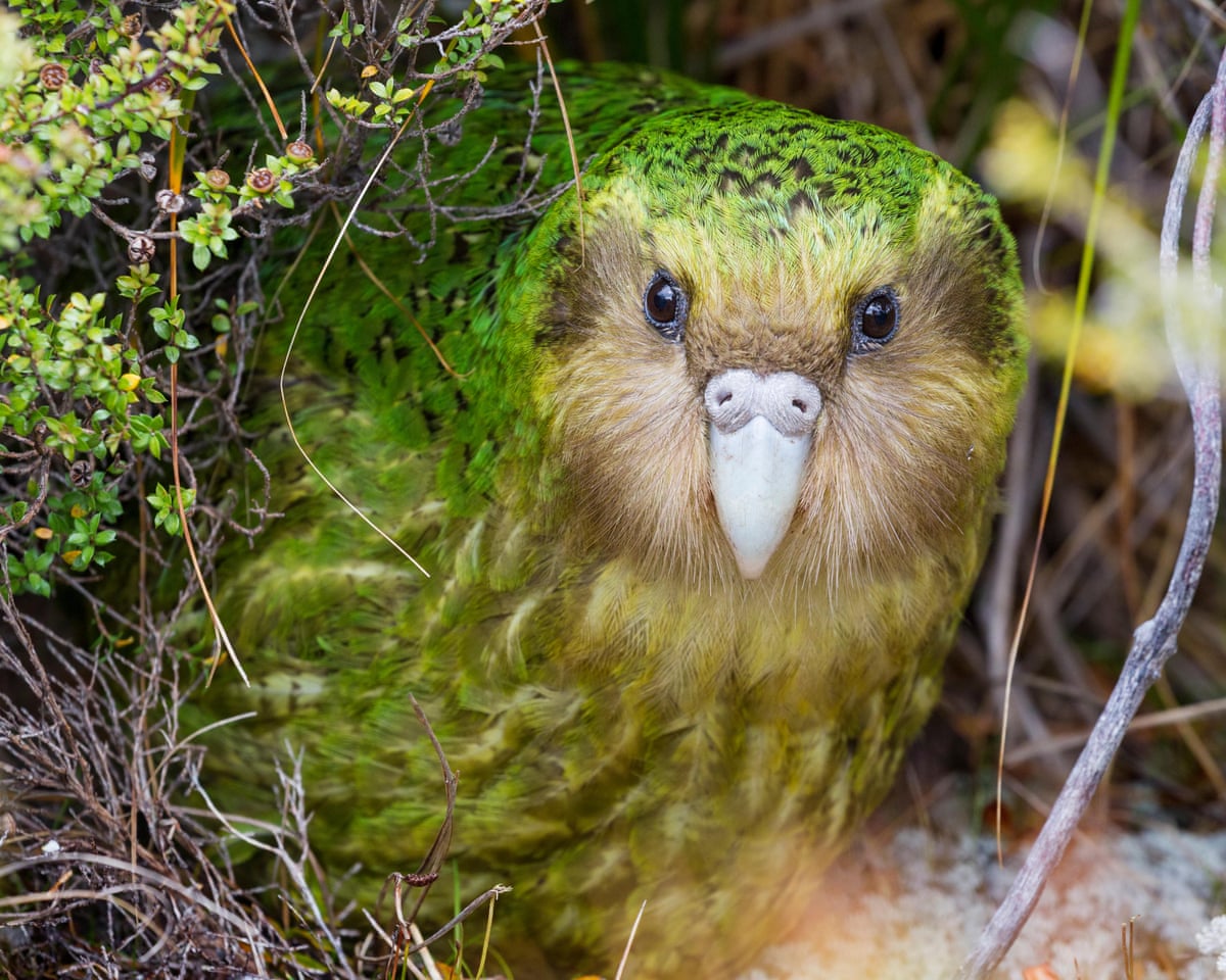 Kakapo recovery highlights wildlife conservation gains