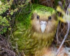 Can hope save the planet? An endangered parrot that is beating the odds can help us find out | Helen Pilcher