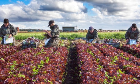 Seasonal migrant farm labourers from the EU pick lettuces