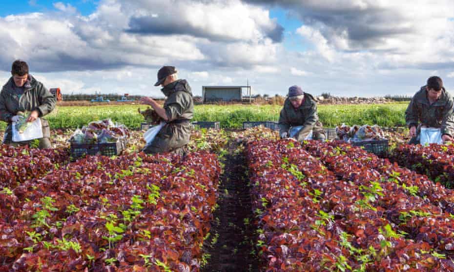 Seasonal EU workers on a farm in Lancashire. The MAC report says there should be no special scheme for low-skilled workers, with the exception of agricultural workers.