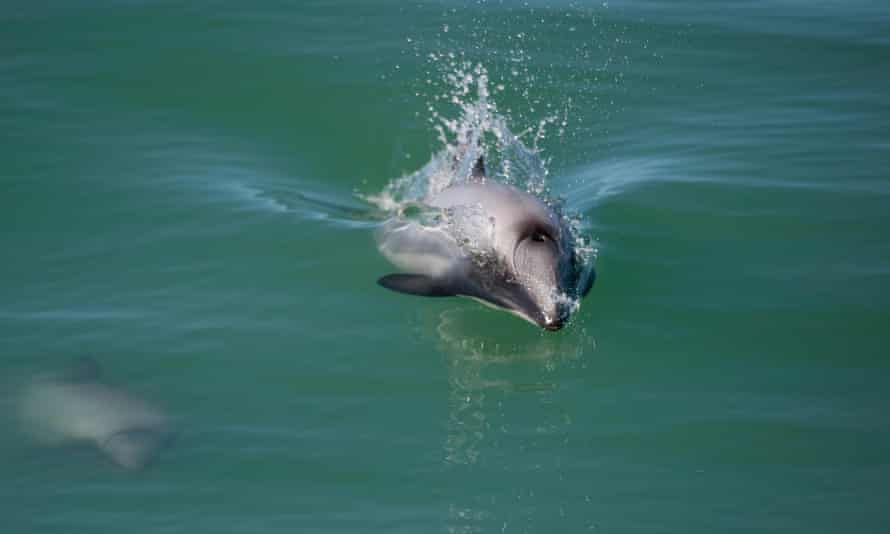 Smallest Dolphin Smallest Dolphin