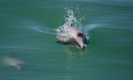 Māui dolphins (Cephalorhynchus hectori maui), the world’s smallest and rarest marine dolphin, are endemic to New Zealand's North Island