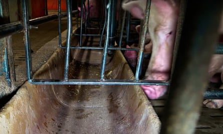 New video footage released by French animal welfare group, L214, 11 February 2021