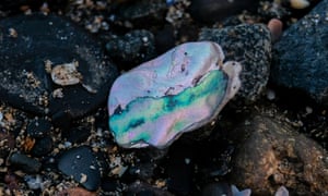 A shell on the shore