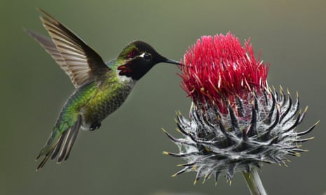 An Anna's hummingbird collects nectar from a plant at Shell Ridge Open Space in Walnut Creek, California