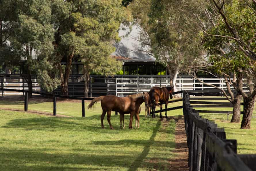 Mares with their foals at Kelvinside