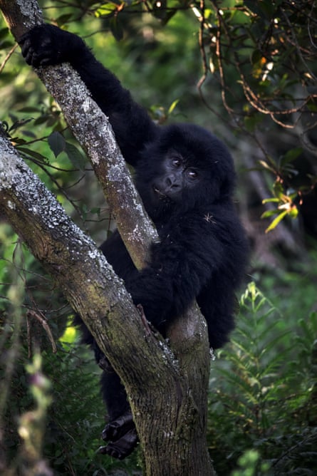 Portrait of a very young gorilla climbing a tree