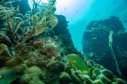 Un pez nada alrededor de un arrecife de coral en Key West, Florida.