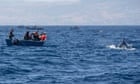 Las orcas embisten a los yates frente a las costas españolas. ¿Se está levantando el mundo de las ballenas?  |  Felipe Hoare