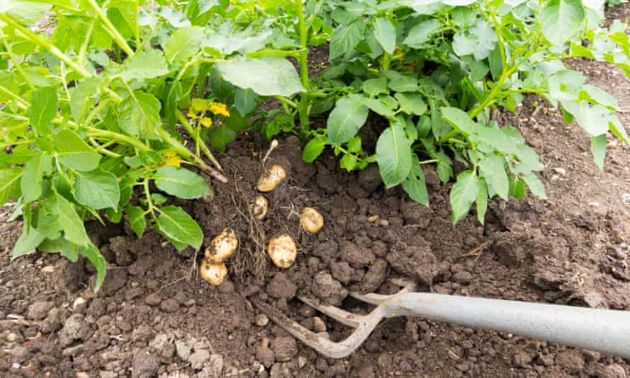 Digging up first early potatoes.