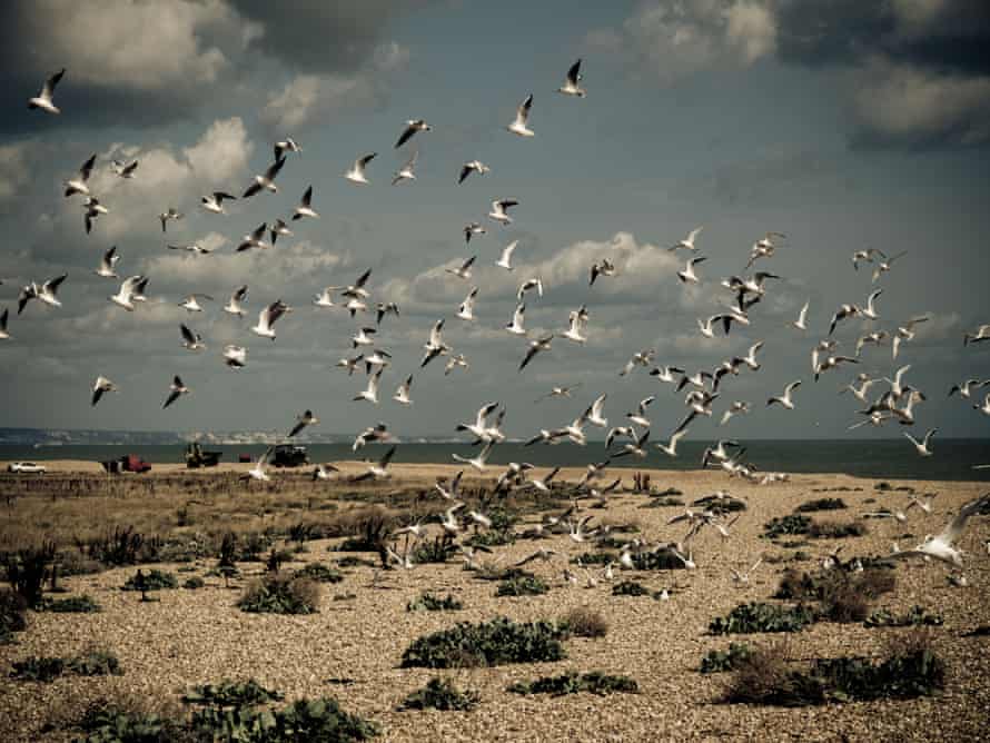 Seabirds over the beach at Dungeness, Kent, UK.