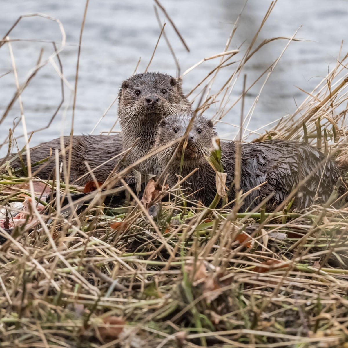 Country Diary 1945 Riverside Encounter With An Otter Family Wildlife The Guardian Country Diary 1945 Riverside Encounter With An Otter Family Wildlife The Guardian