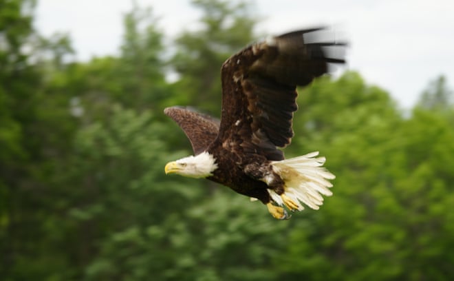 US vet uses cod skin to save bald eagle in time for Fourth of July US vet uses cod skin to save bald eagle in time for Fourth of July