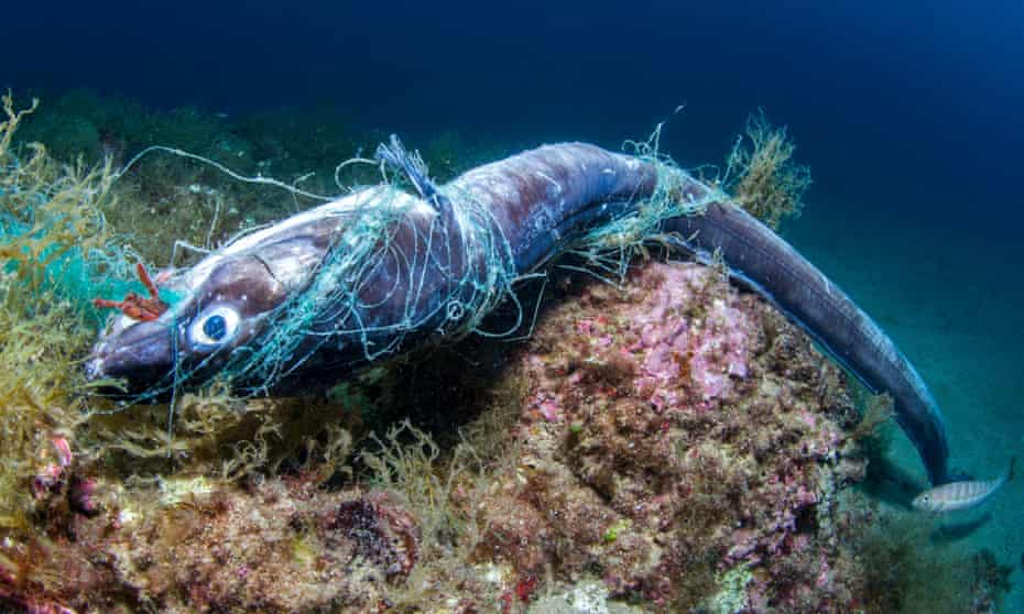 Conger eel trapped in an abandoned net off the Costa Brava, Spain.