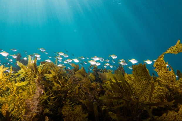 Eastern pomfret fish above kelp