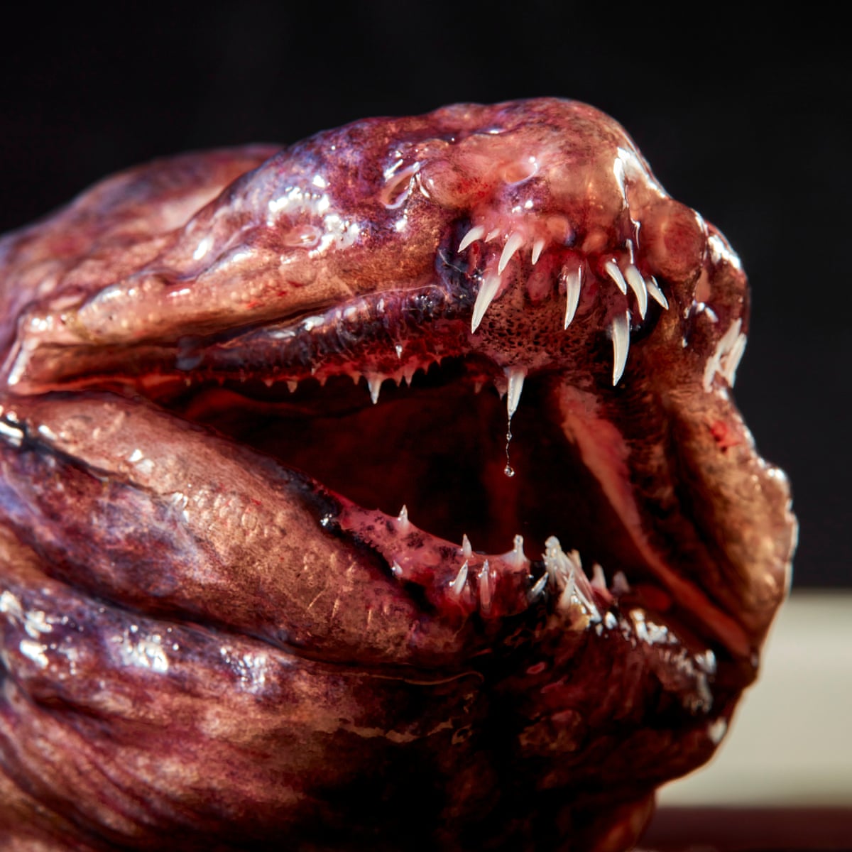 Rare Sea Creatures Of The Deep
