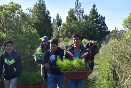 About 10 young Guatemalan boys carrying plants along a trail