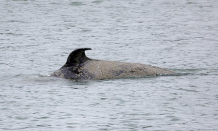 Beluga whale trapped France's Seine River dies