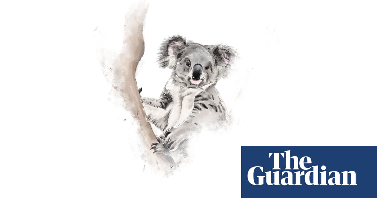 Revealed: nearly 2m hectares of koala habitat bulldozed since 2011 – ...