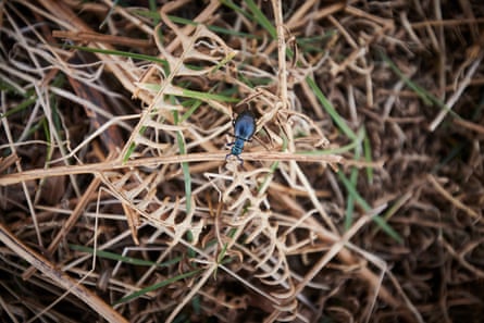 Black oil beetle in the grass