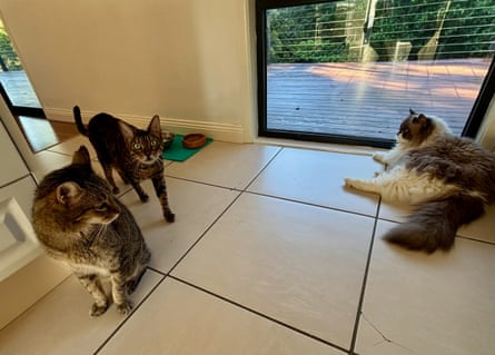 Lisa and Andrew’s three cats