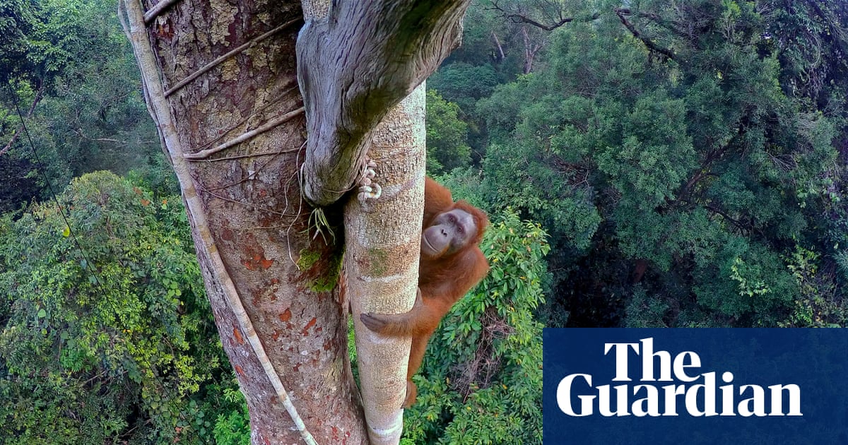 The genius of trees: how forests have shaped humanity, from chocolate cravings to our ability to dream