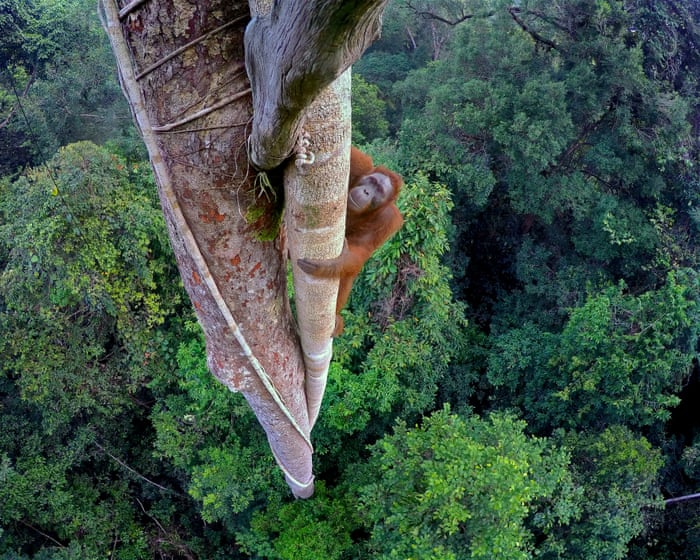 The genius of trees: how forests have shaped humanity, from chocolate cravings to our ability to dream