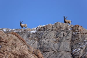 Van, Turkey Rock goats are seen in Gurpinar district