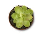 Houseplant hacks: can butterworts control fungus gnats?