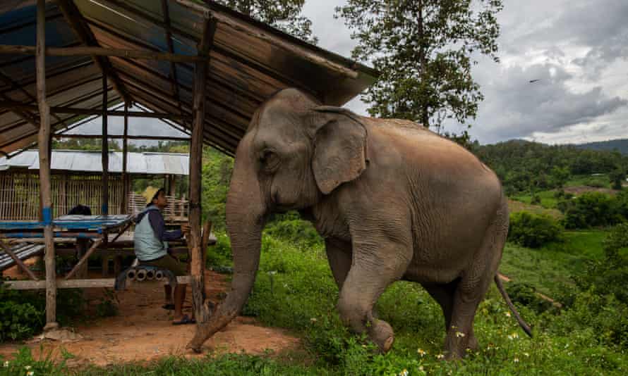 An elephant and a worker at an elephant sanctuary