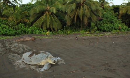 Female green turtle (Chelonia mydas) covering her nest at sunrise in Tortuguero national park, Costa Rica.
