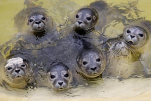 Friedrichskoog, Germany. Young seals wait to be fed in a pool at the Friedrichskoog Seal Station