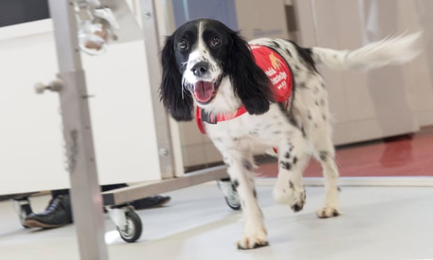 Freya, a springer spaniel who has been trained to detect malaria. 