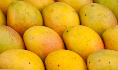 Close-up, high angle view of a tray of mangoes