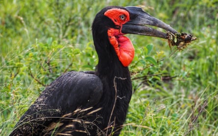 A southern ground hornbill pictured at the Kruger National Park in South Africa in February 2015.