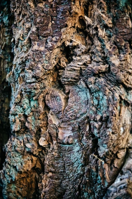 The bark of a cork oak, which provides many opportunities to study and learn, whilst also hosting a huge variety of invertebrate species, fungi and other creatures.