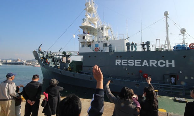 A Japanese whaling ship leaves the port of Shimonoseki in Japan on 1 December to resume whale hunting in the Antarctic. 
