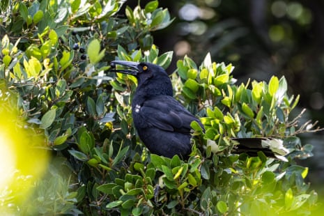 A currawong eats berries from a tree on Lord Howe Island.