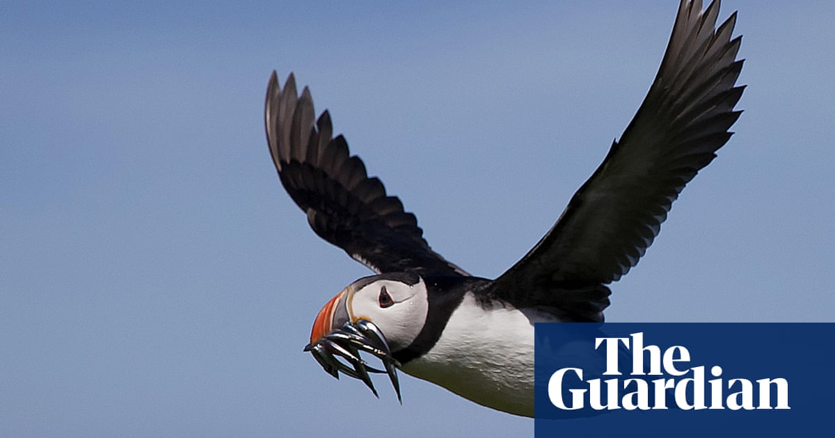 Jong land dagboek: the puffins had their lunch, then I had mine