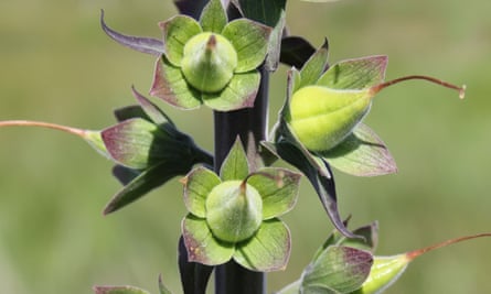 Common foxglove seedheads