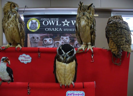 Owls on show at an exhibition in Japan. 