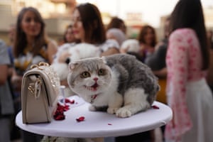 A fluffy cat on a table next to a handbag, as people mill around in the background