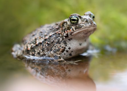 A natterjack toad
