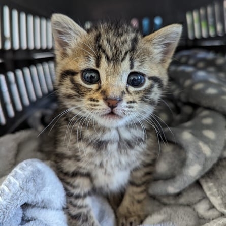 Socks, a young kitten, tabby with black stripes on light tan fur, looking into the camera from within a carrying box with soft blankets.