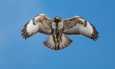 Country Diary There S A Buzzard In The Air Birds The Guardian