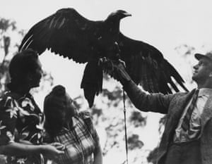 Wedge-tailed eagle trained in falconry, 1946